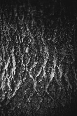 Sihirli orman, kökler ve dallar