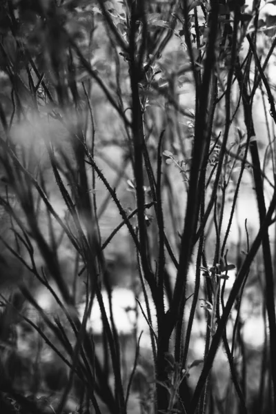 Чарівний Ліс Коріння Гілки — стокове фото