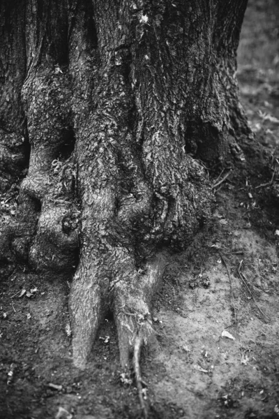 Magiczny Las Korzenie Gałęzie — Zdjęcie stockowe