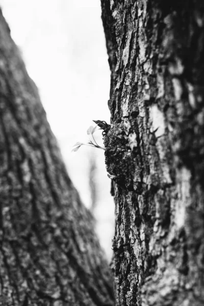 Forêt Magique Racines Branches — Photo