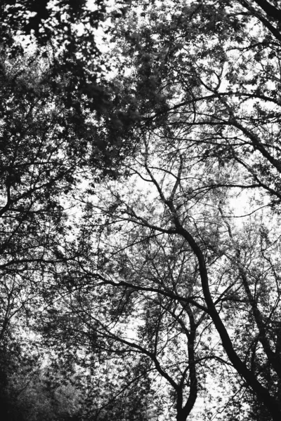 Чарівний Ліс Коріння Гілки — стокове фото