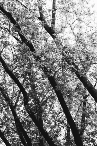 Kouzelný Les Kořeny Větve — Stock fotografie
