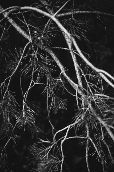 마법의 가지들 — 스톡 사진