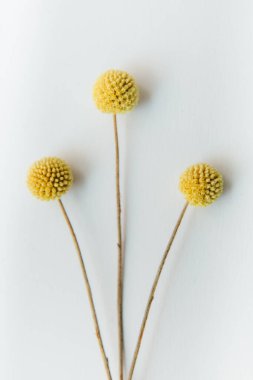 herbarium, pussies, bouquet of flowers on white background