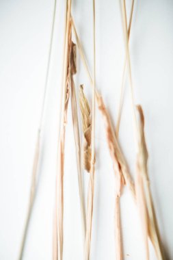 herbarium, pussies, bouquet of flowers on white background