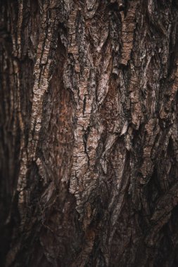 Sihirli orman, kökler ve dallar