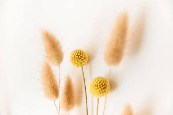 Herbarium Pussies Bouquet Flowers White Background — Stock Fotó