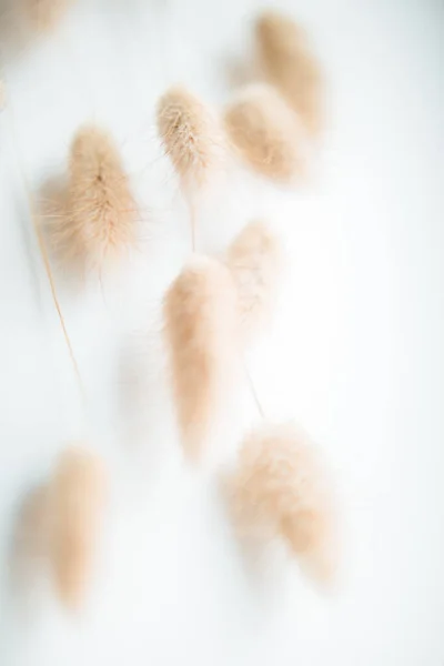 Herbarium Pussies Bouquet Flowers White Background — ストック写真