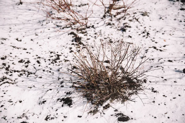 Magisk Skog Rötter Och Grenar — Stockfoto