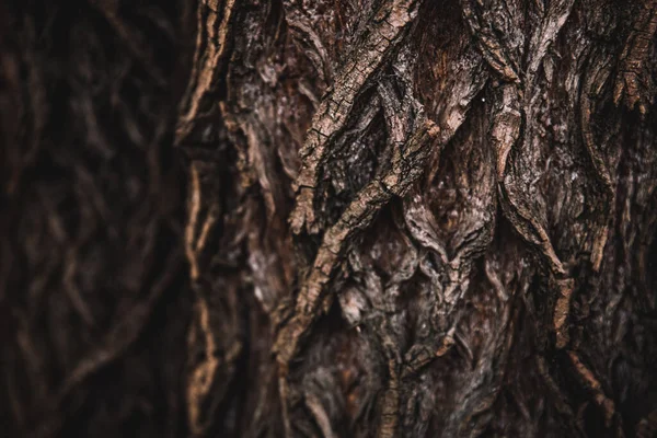 Magic Forest Roots Branches — Stock Photo, Image