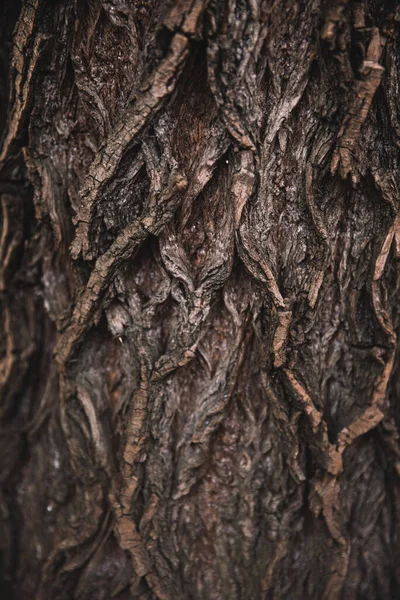 Bosque Mágico Raíces Ramas — Foto de Stock