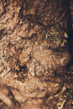 Sihirli orman, kökler ve dallar