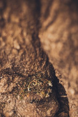 Sihirli orman, kökler ve dallar