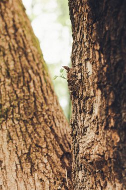 Sihirli orman, kökler ve dallar