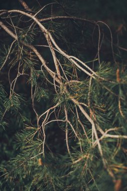 Sihirli orman, kökler ve dallar