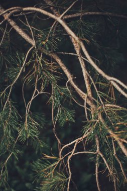 Sihirli orman, kökler ve dallar