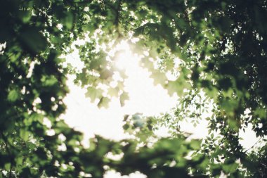 Bitkilerin doğal arka planı, yeşil doğa yaprağı dokusu