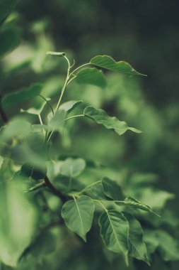 Bitkilerin doğal arka planı, yeşil doğa yaprağı dokusu