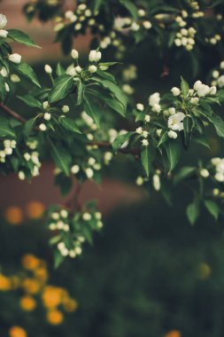 Bitkilerin doğal arka planı, yeşil doğa yaprağı dokusu