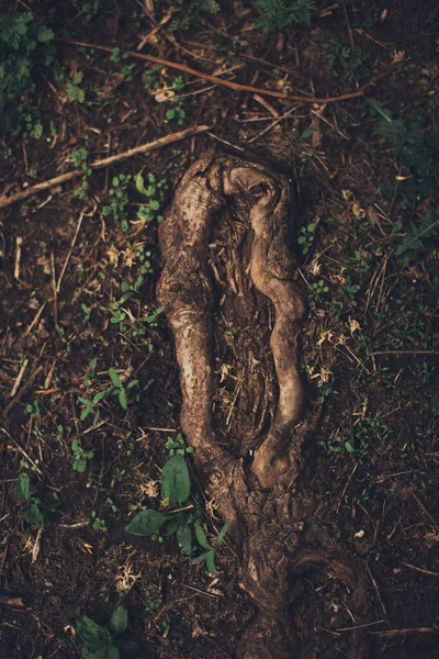 Magic Forest Roots Branches — Stock Photo, Image