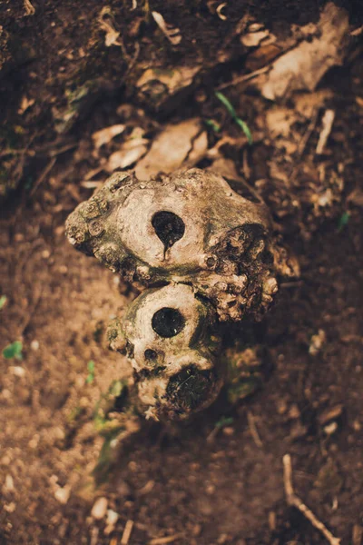 Magic Forest Roots Branches — Stock Photo, Image