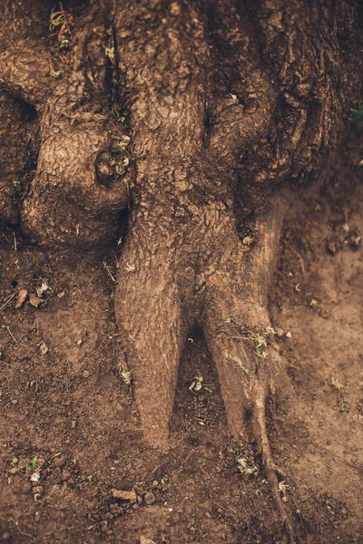 Волшебный Лес Корни Ветви — стоковое фото