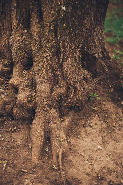 Sihirli Orman Kökler Dallar — Stok fotoğraf