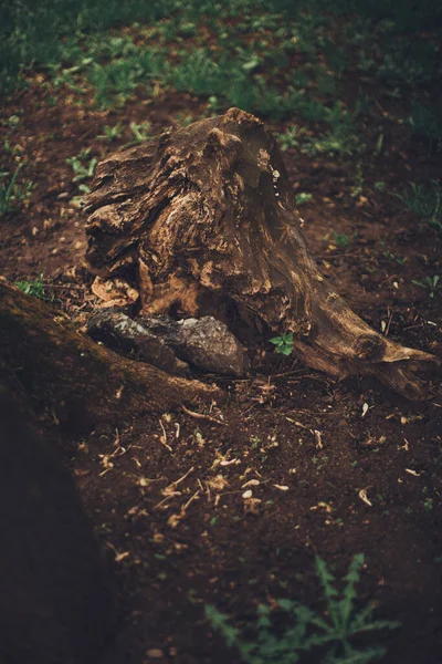 Kouzelný Les Kořeny Větve — Stock fotografie