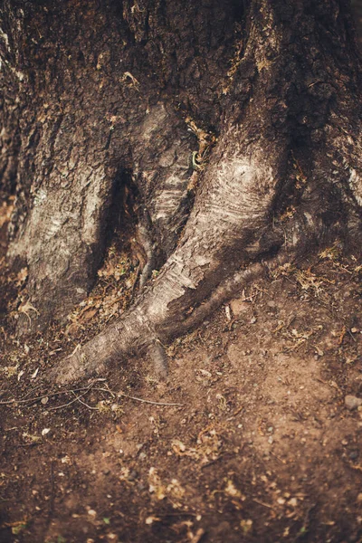 Magic Forest Roots Branches — Stock Photo, Image