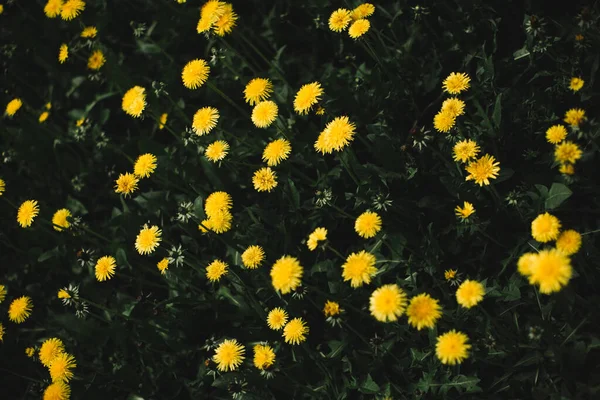 Fond Naturel Des Plantes Texture Verte Des Feuilles Nature — Photo