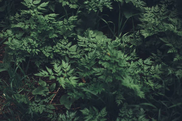 Természetes Háttér Növények Zöld Természet Levél Textúra — Stock Fotó