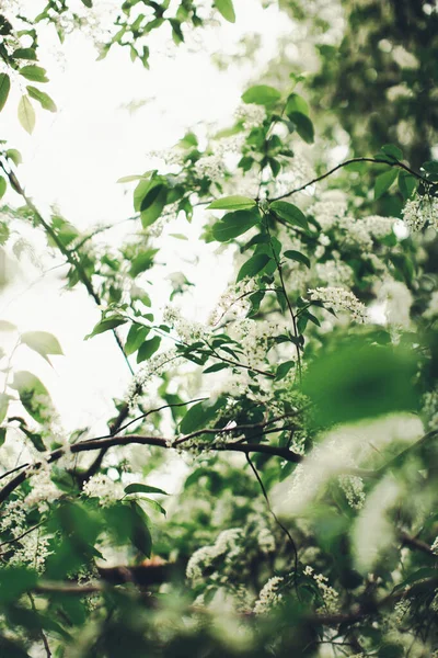 植物の自然な背景 緑の自然葉の質感 — ストック写真