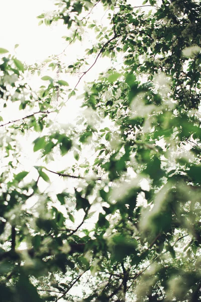 植物の自然な背景 緑の自然葉の質感 — ストック写真