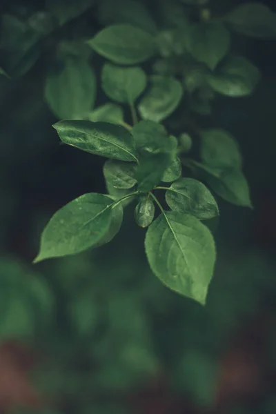 植物の自然な背景 緑の自然葉の質感 — ストック写真