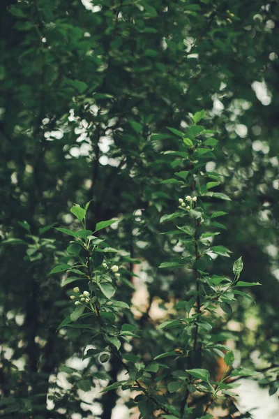 Fondo Natural Las Plantas Textura Hoja Naturaleza Verde — Foto de Stock