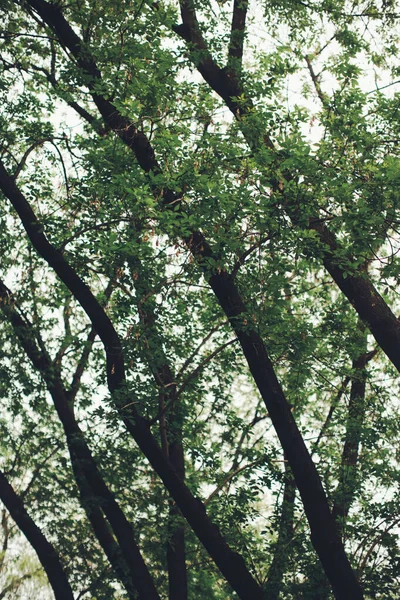 Natürlicher Hintergrund Von Pflanzen Grüne Natur Blatt Textur — Stockfoto