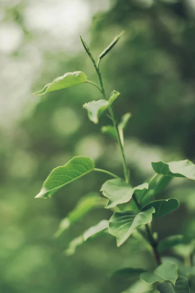 植物の自然な背景 緑の自然葉の質感 — ストック写真