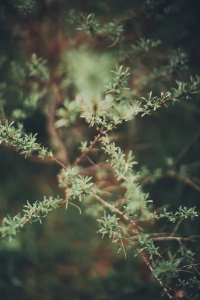 Naturlig Bakgrund Från Växter Grön Natur Löv Struktur — Stockfoto