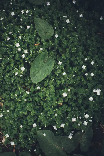 Natürlicher Hintergrund Von Pflanzen Grüne Natur Blatt Textur — Stockfoto