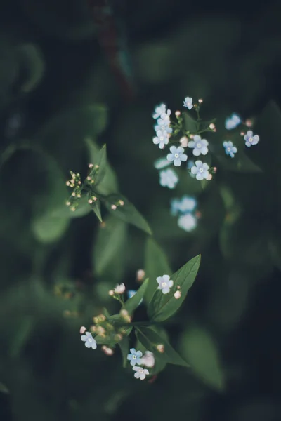 Fond Naturel Des Plantes Texture Verte Des Feuilles Nature — Photo