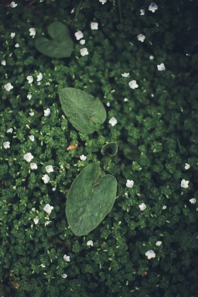 Natural Background Plants Green Nature Leaf Texture — Stock Photo, Image