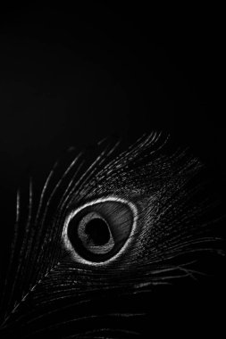 Kuş tüyü arka plan, tavus kuşu tüyü