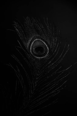 Kuş tüyü arka plan, tavus kuşu tüyü