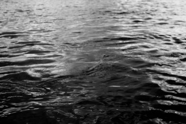 Siyah ve beyaz su dokusu, su arkaplanı