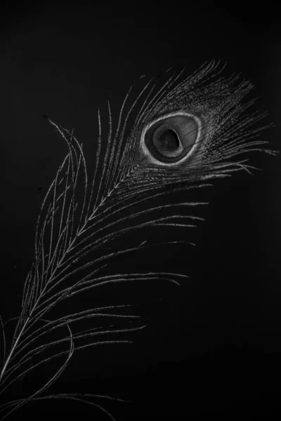 Vogelfedern Hintergrund Pfauenfedern — Stockfoto