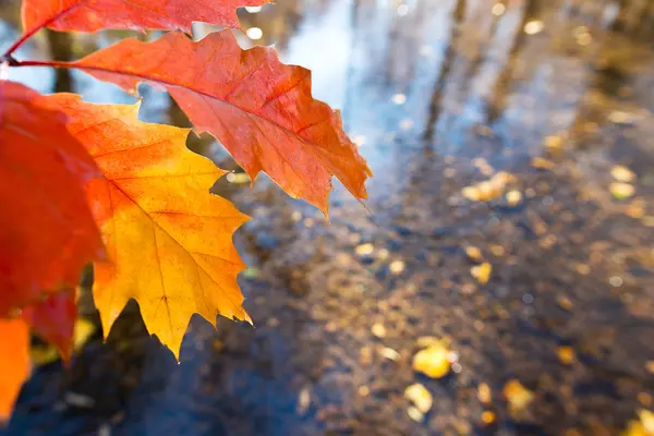 Detalle de la hoja en el otoño — Foto de Stock