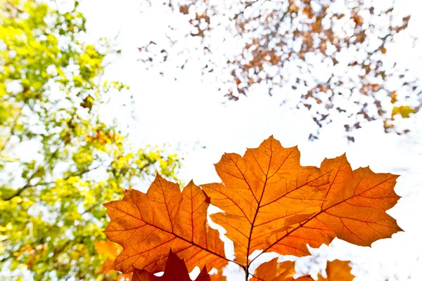 空のブレードと秋の背景 — ストック写真