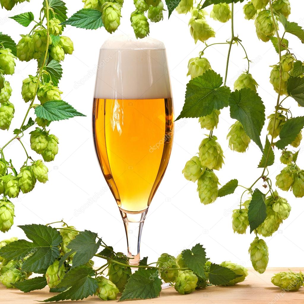 glass of beer with hops on the white background