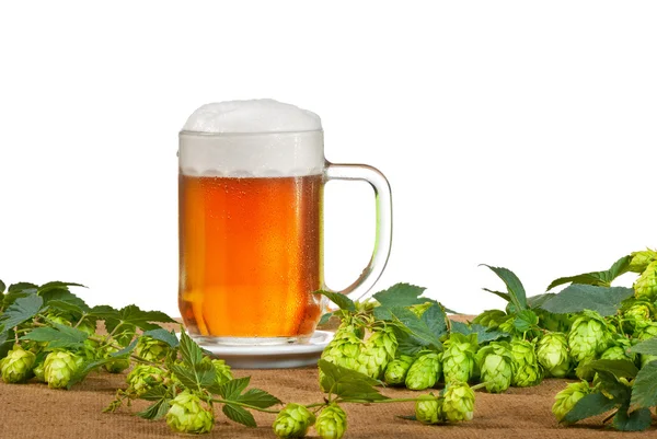 Glas Bier mit Hopfenzapfen auf weißem Hintergrund — Stockfoto