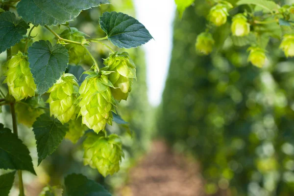 Conos de lúpulo - materia prima para la producción de cerveza —  Fotos de Stock